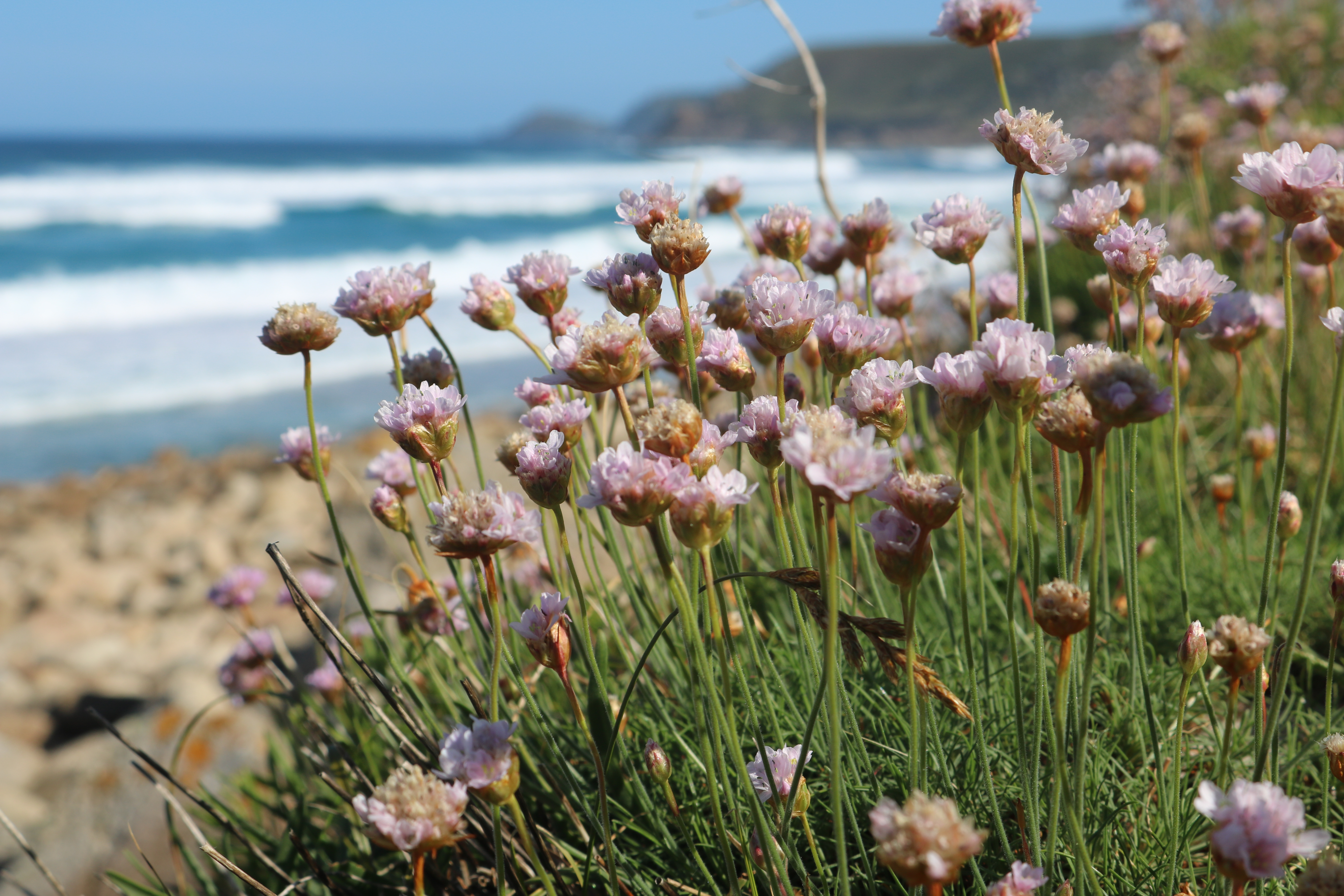 Thrift growing by the Penwith coast