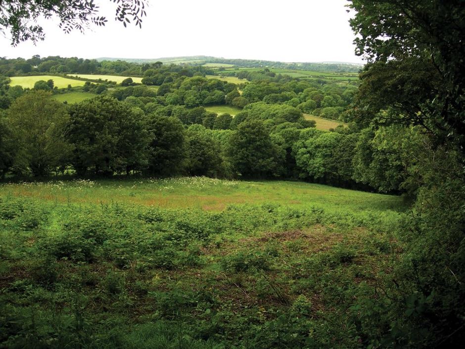 hedgerows and fieldscape in Paul