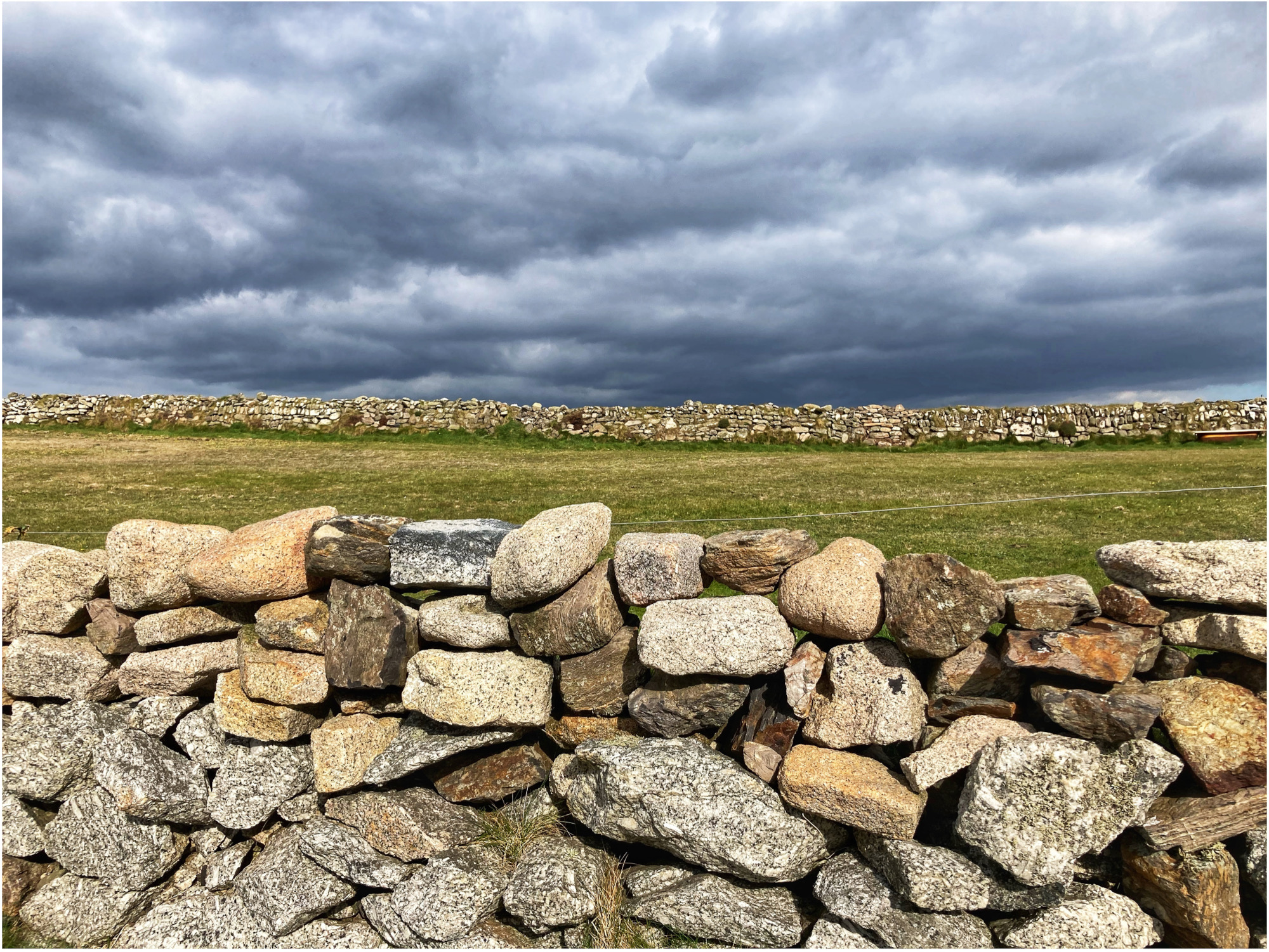 Hedge near Pendeen Lighthouse by Jenny Hollow