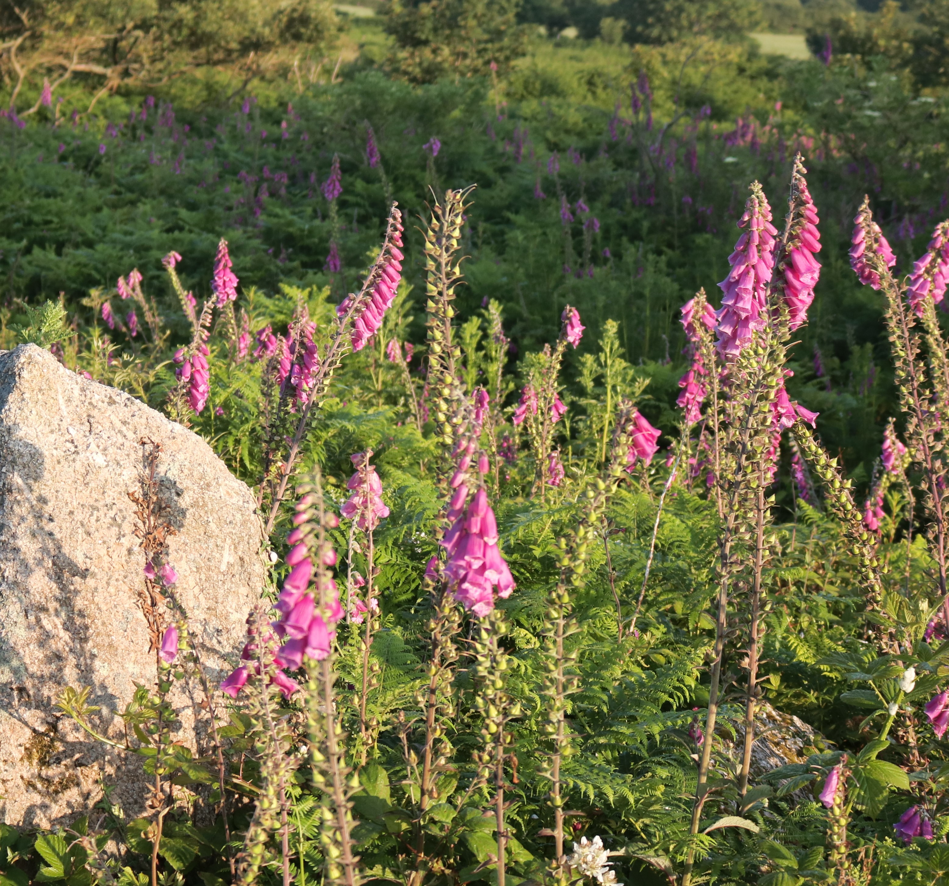 Foxgloves