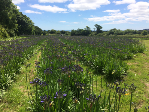 Agapanthus plants at Varfell Farm