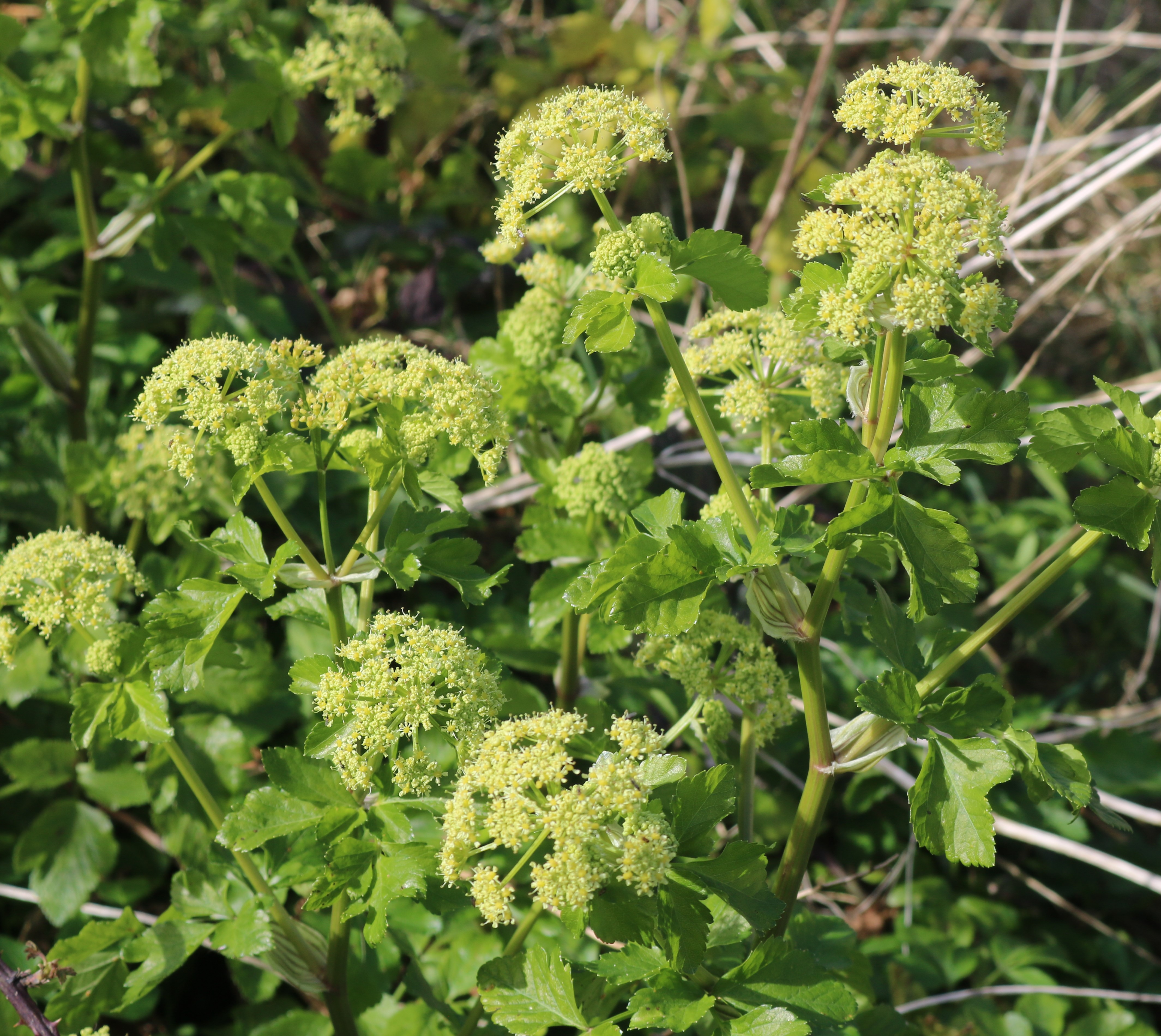 Alexanders