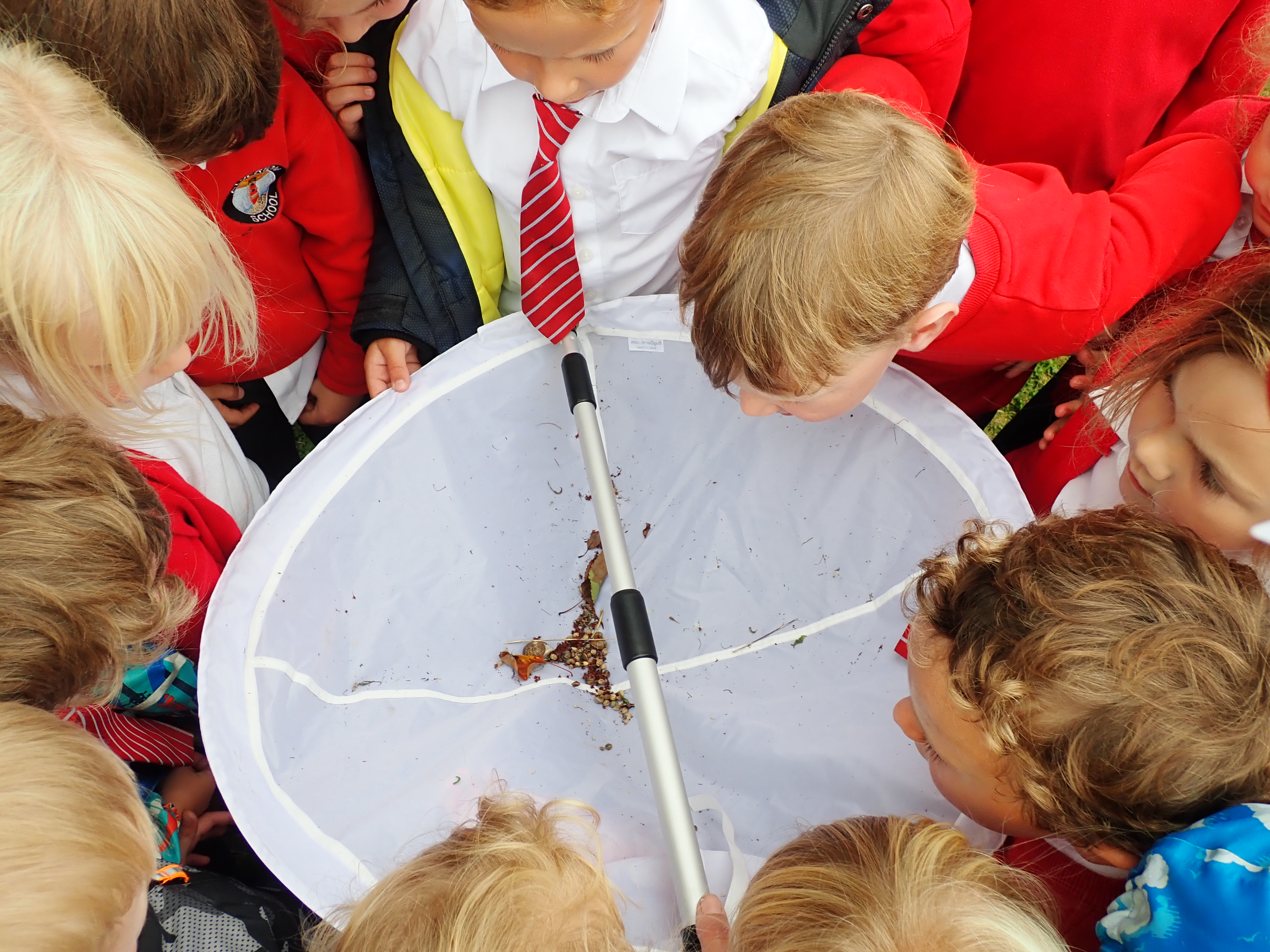 Alverton School primary School children look at insects with the help of a Penwith Landscape Partnership identification kit