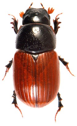 Aphodiinae dung beetle