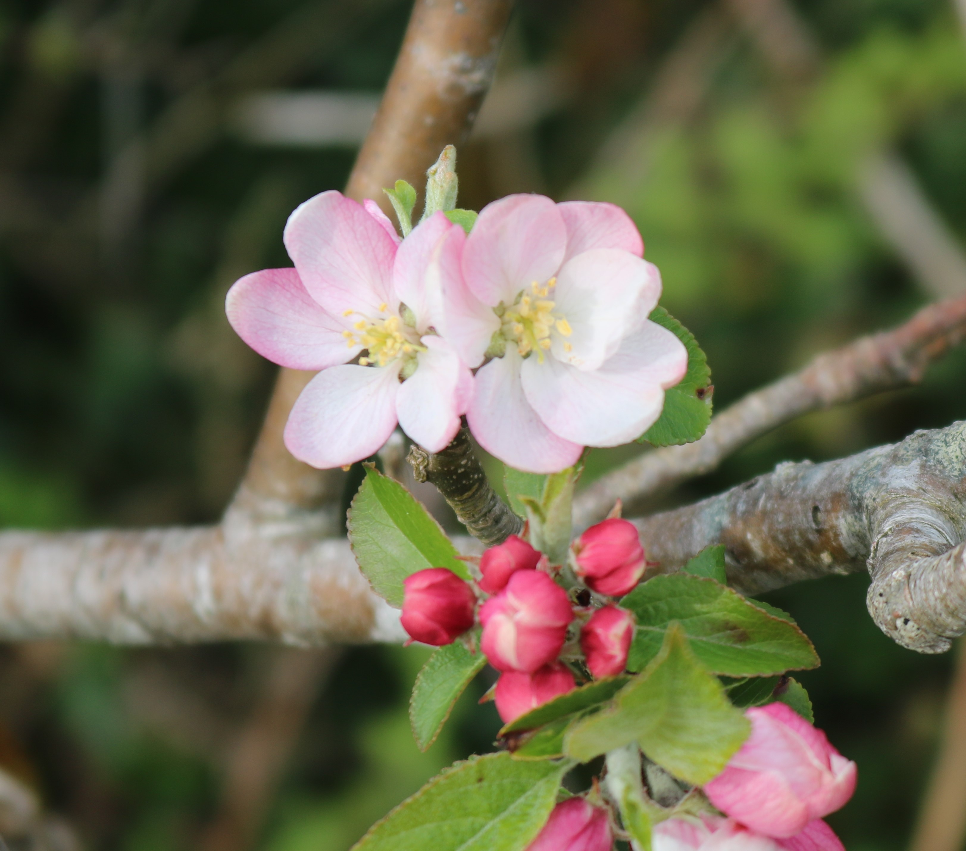 Apple blossom