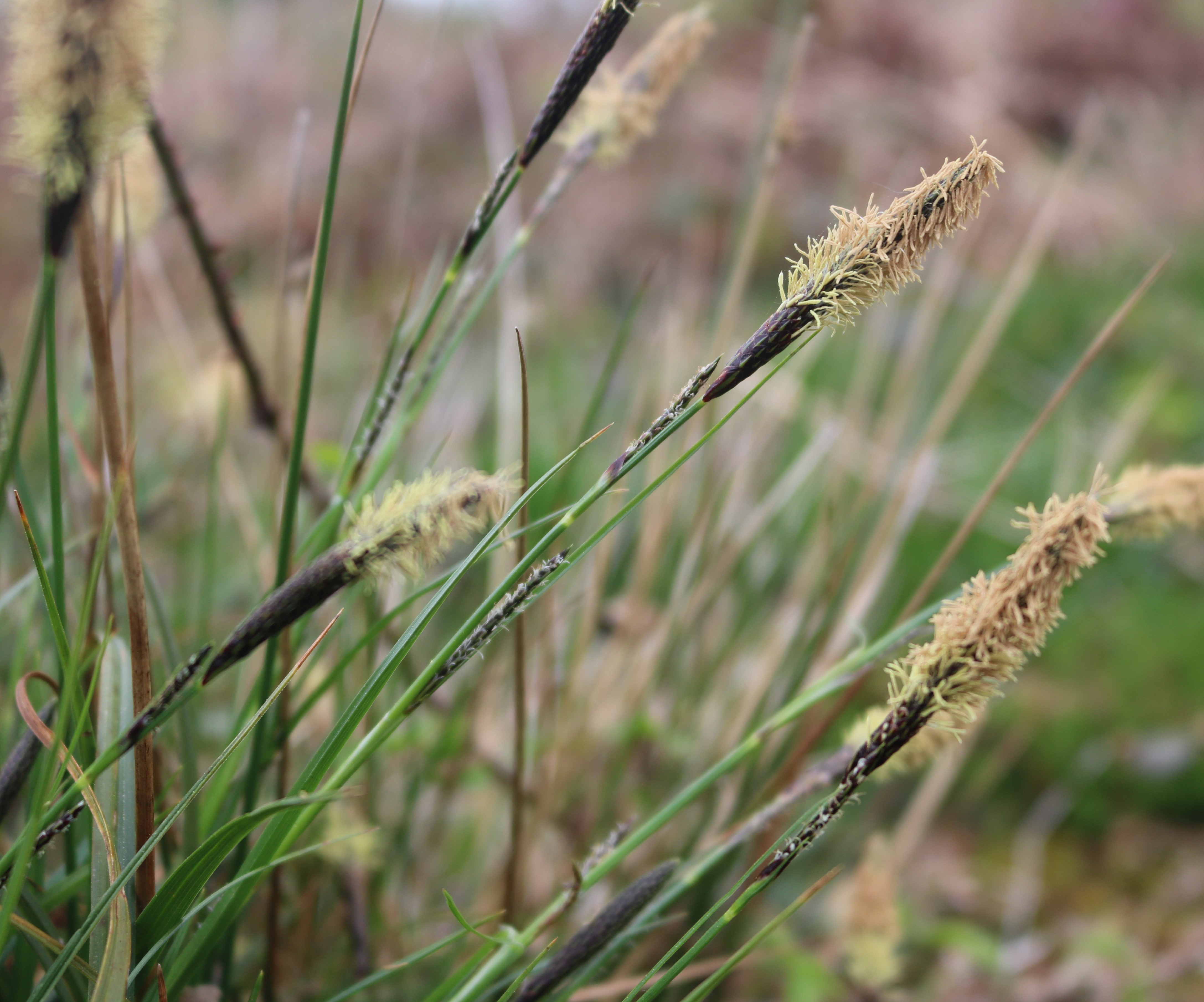 Common Sedge