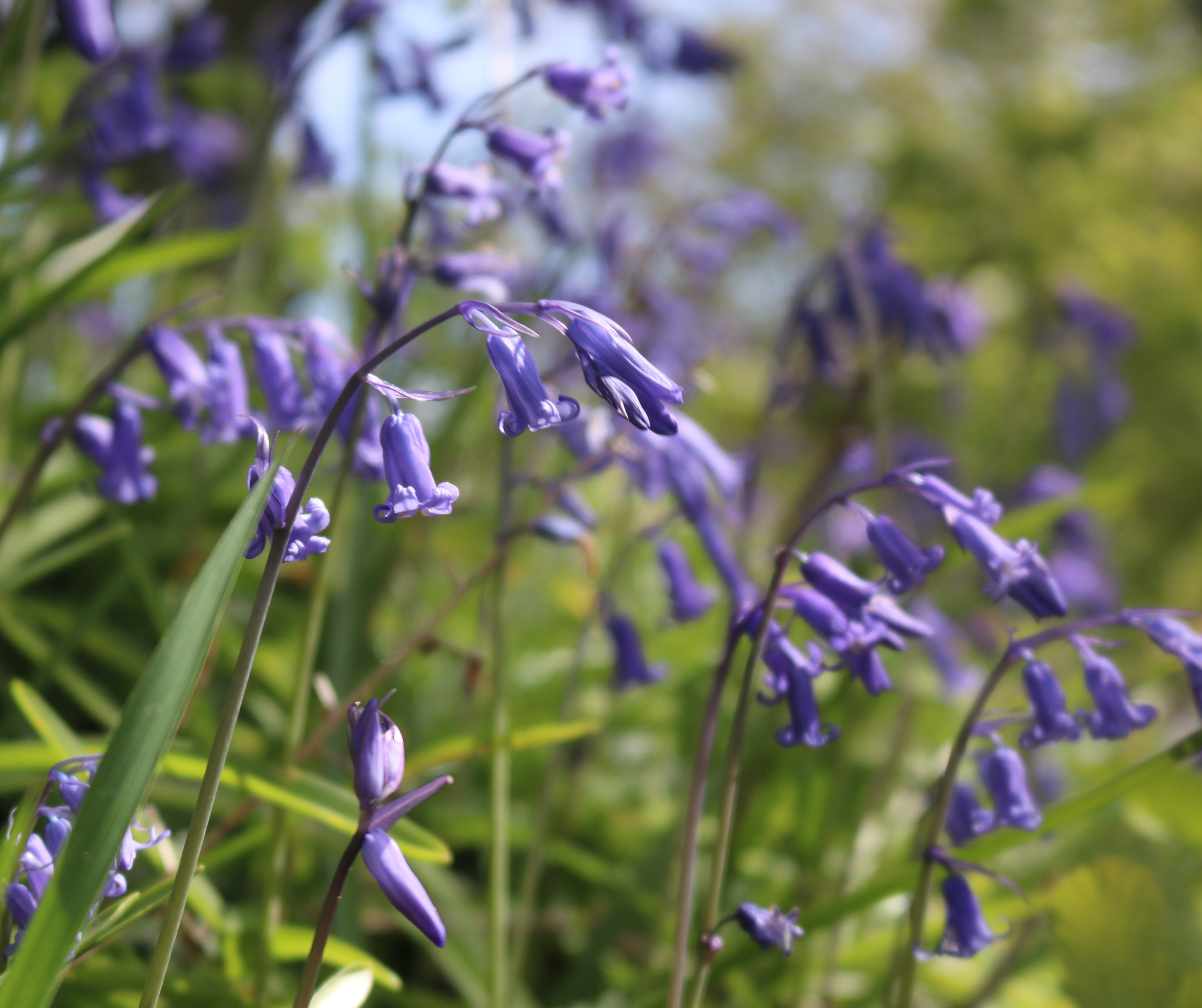 Bluebell