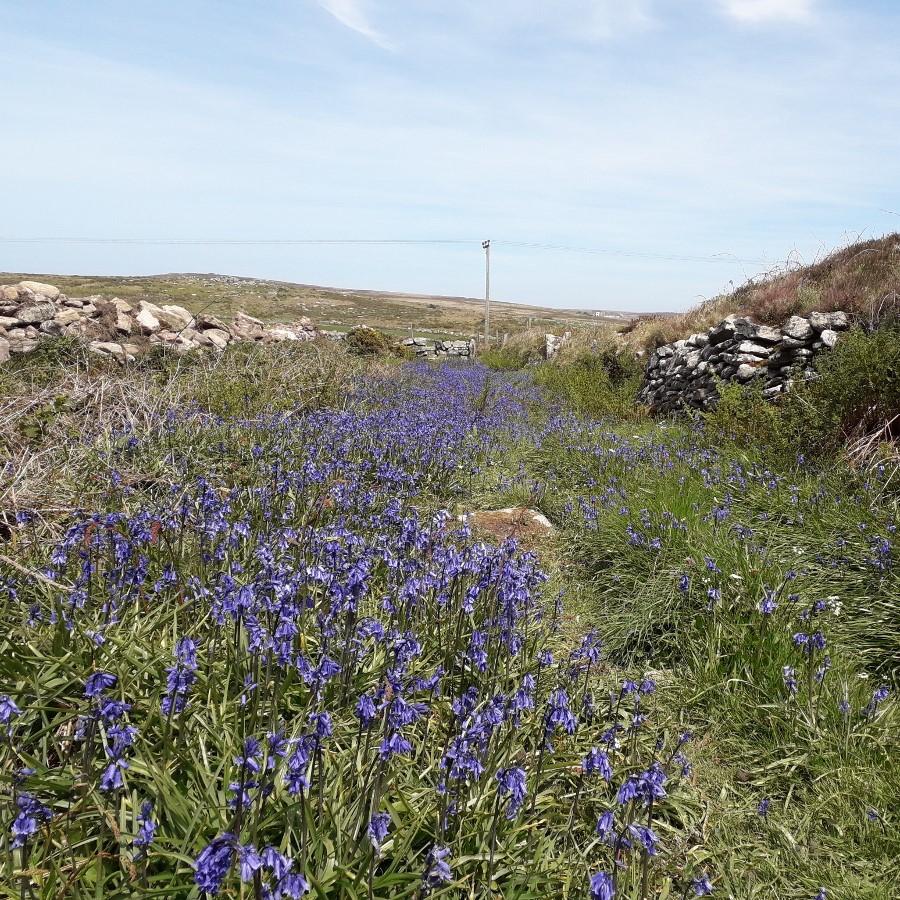 Bluebells near Bosullow Trehyllys as a result of vegetation clearance