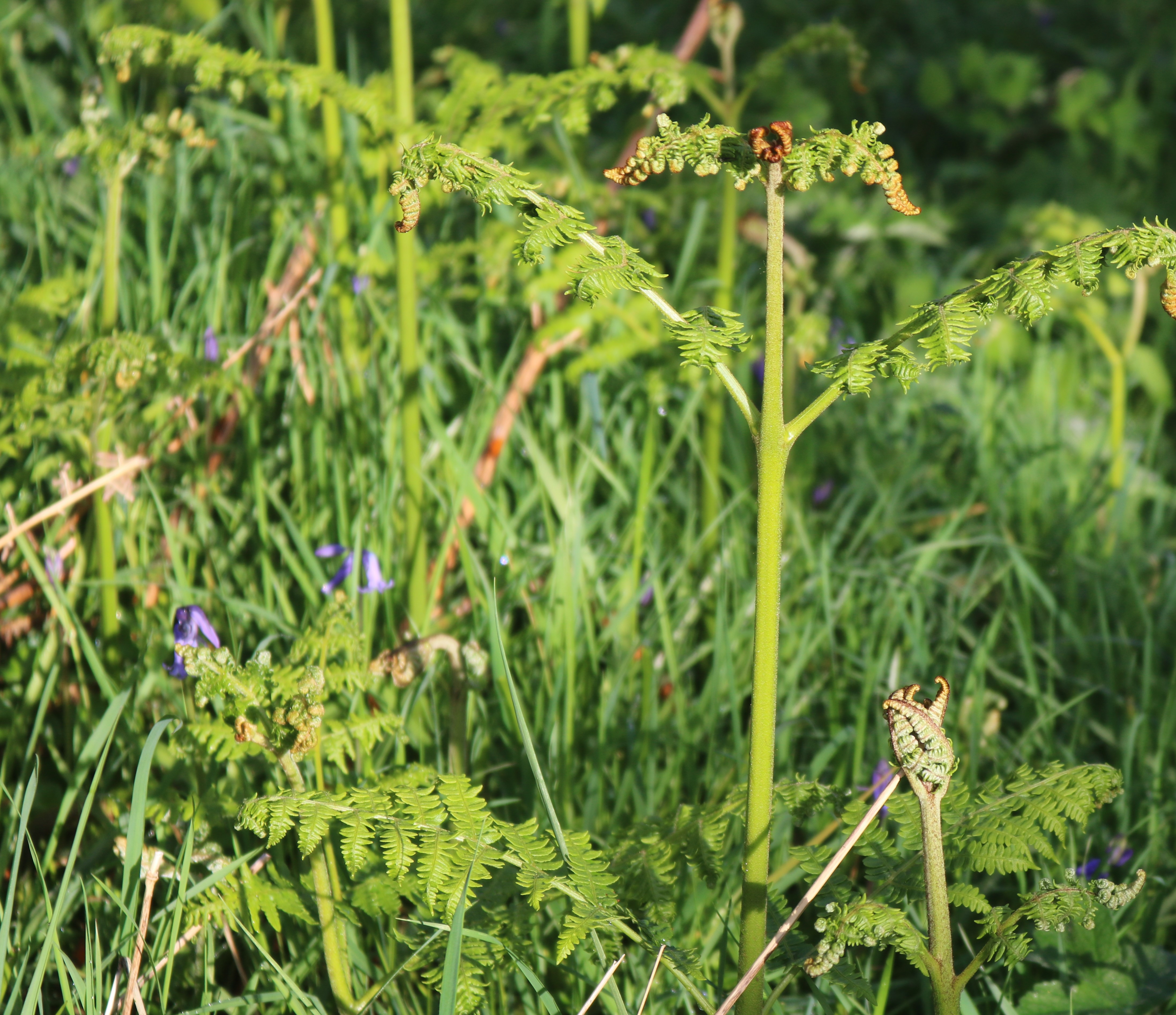 Bracken