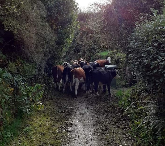 Cows in a Penwith lane