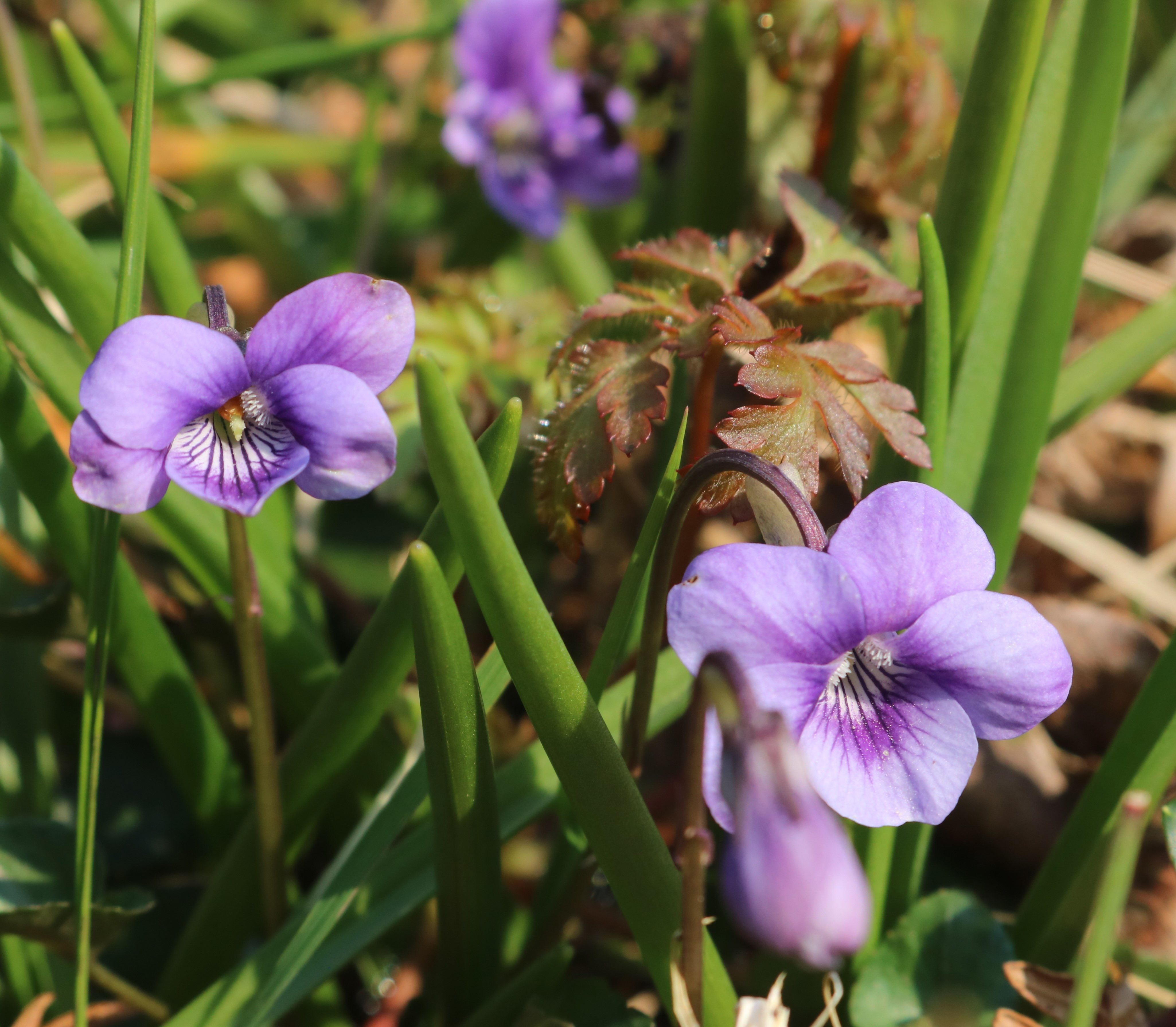 Common Dog Violet