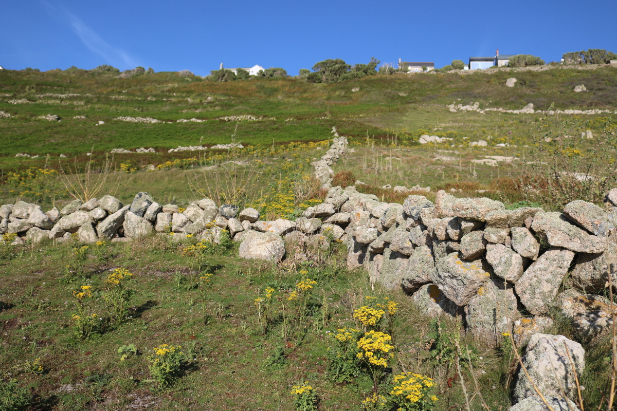 Cornish Hedge at Sennen