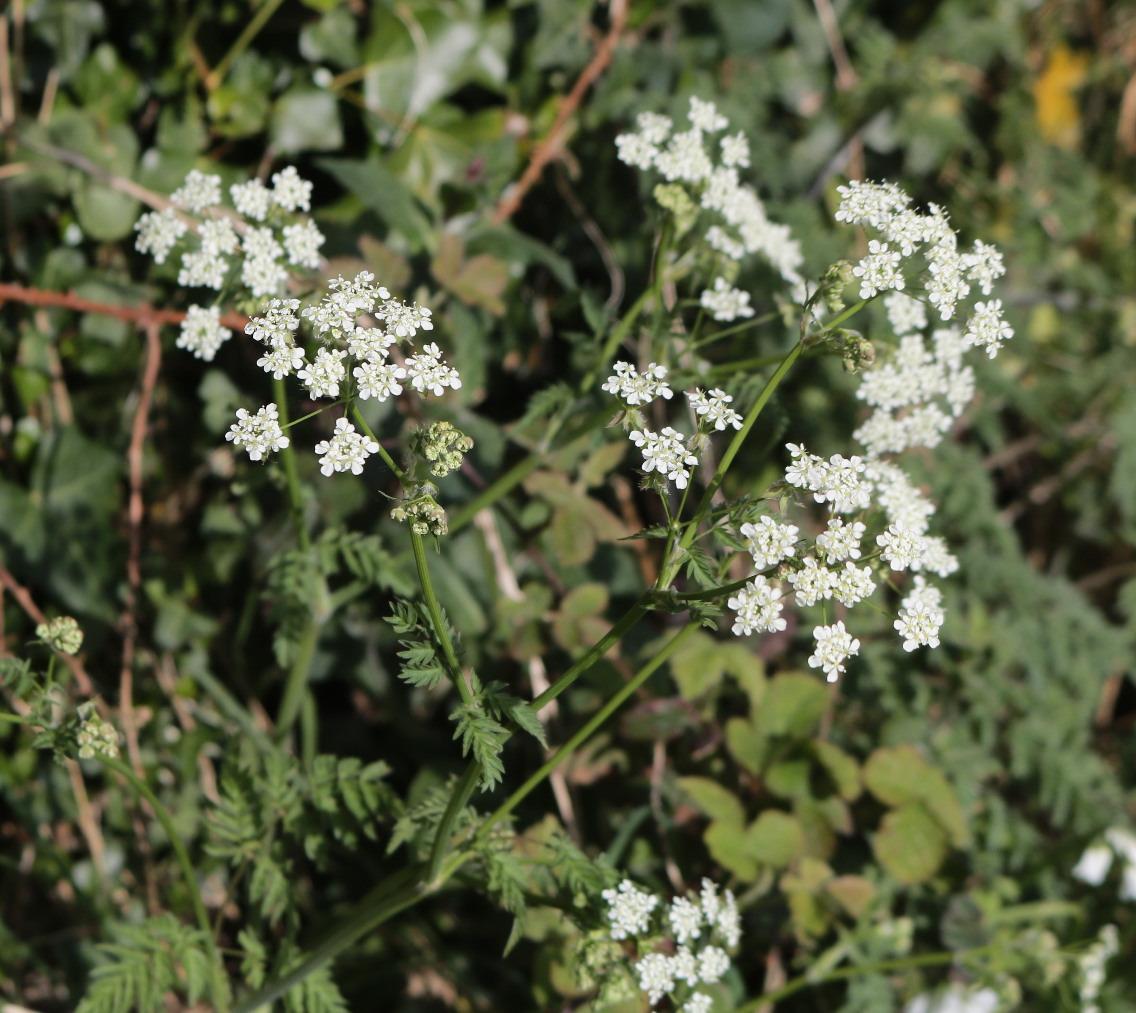 Cow Parsley