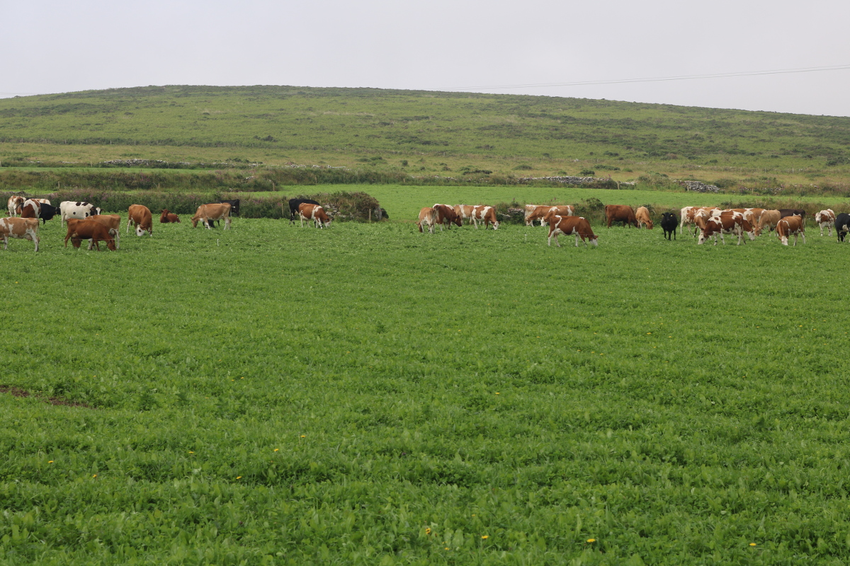 Cows grazing in Penwith landscape