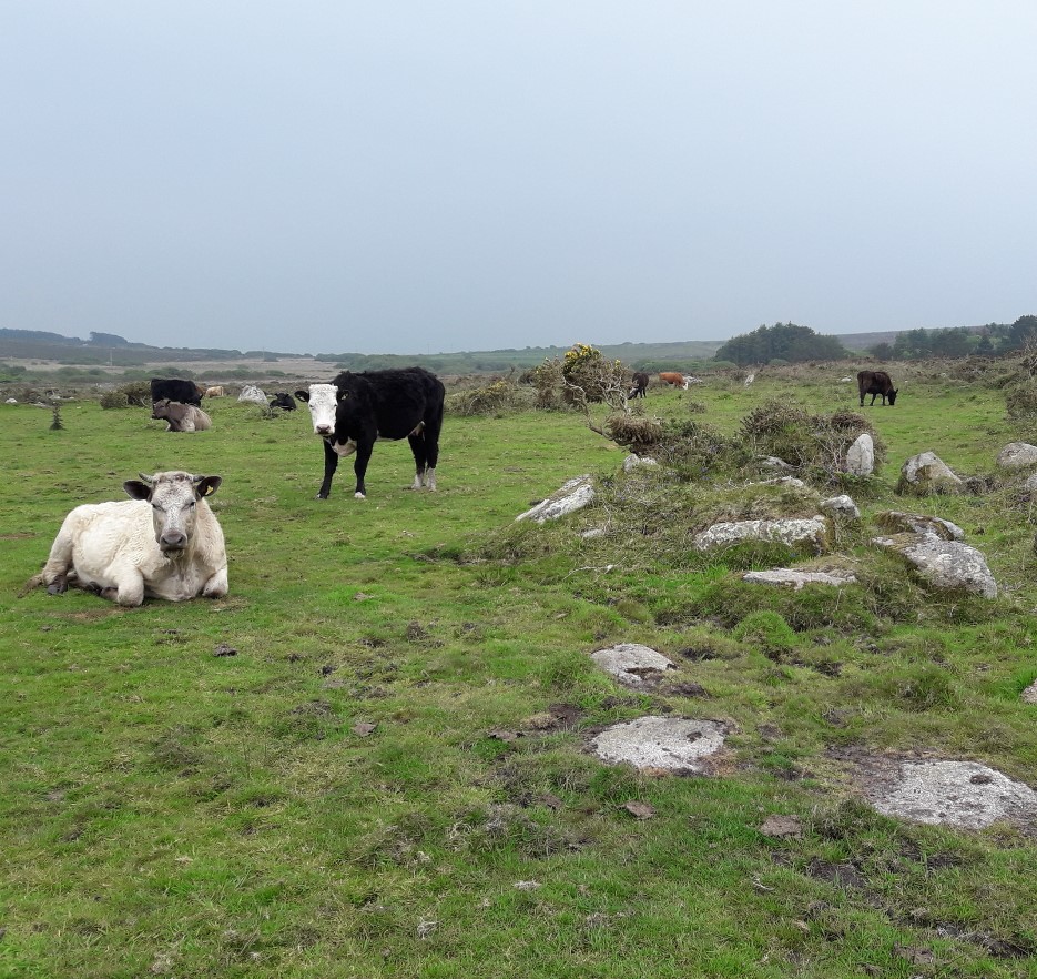 Cattle Grazing near Bosigran