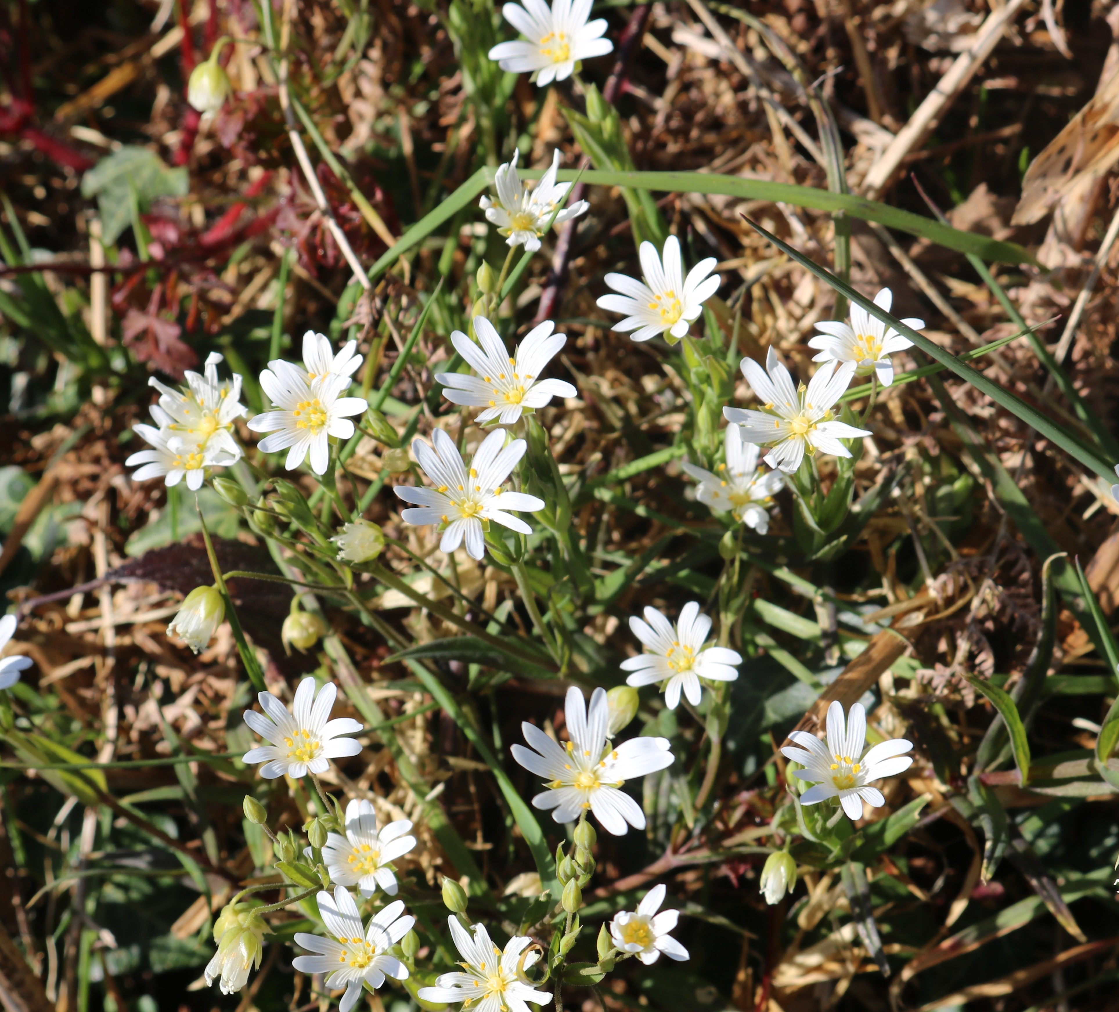 Greater Stitchwort