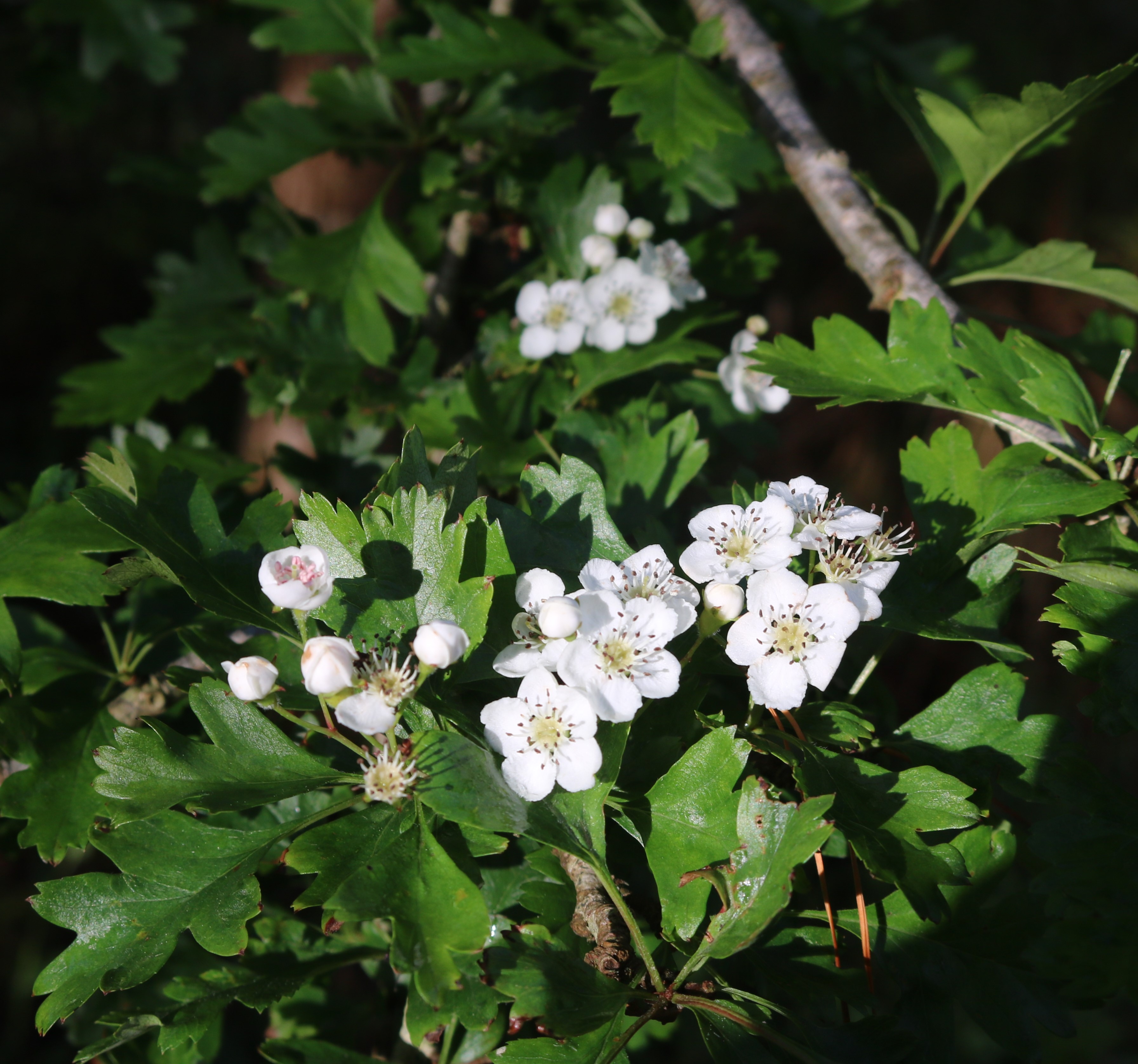 Hawthorn