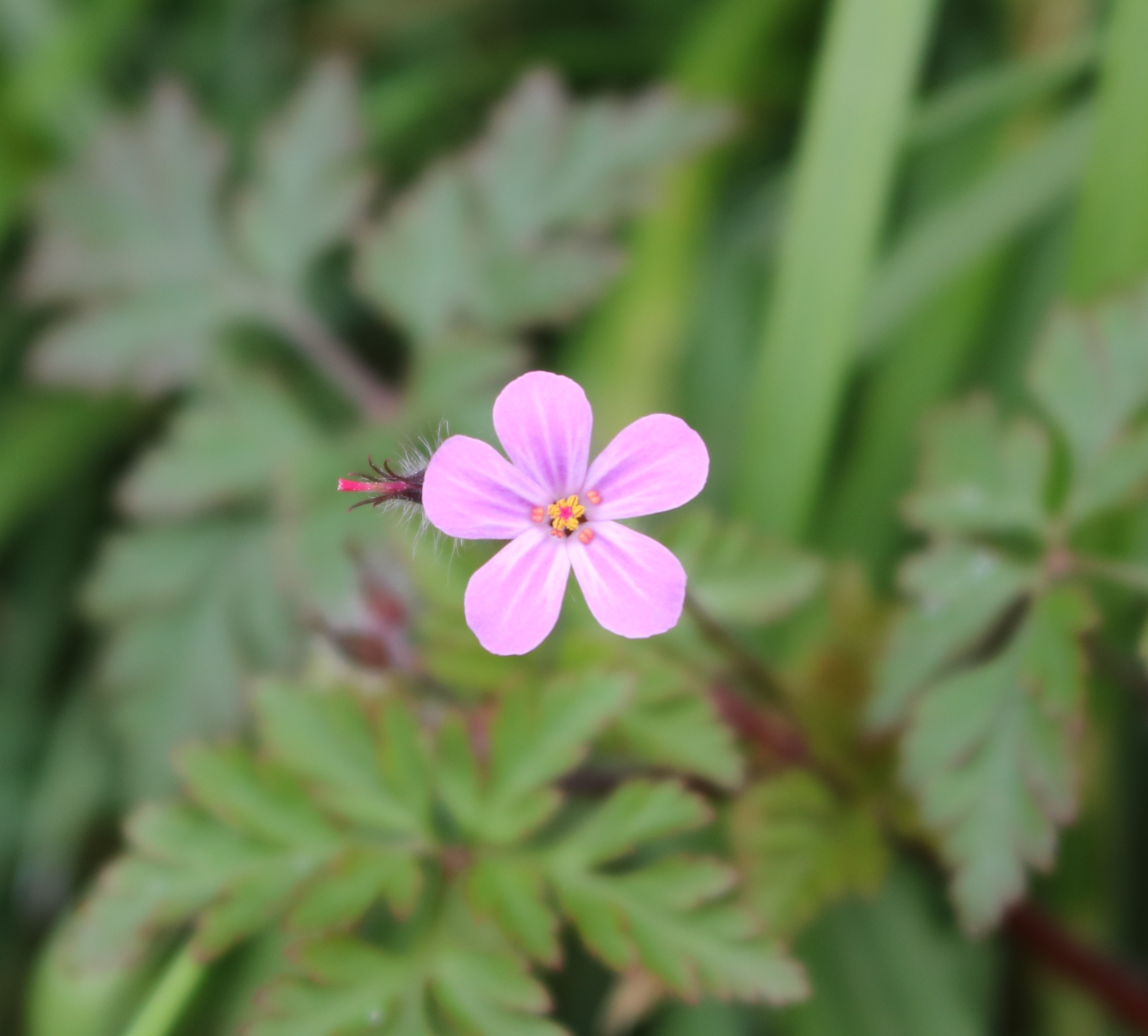 Herb Robert