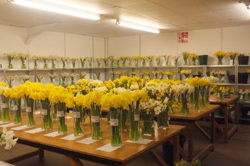 Daffodils at Varfell Farm