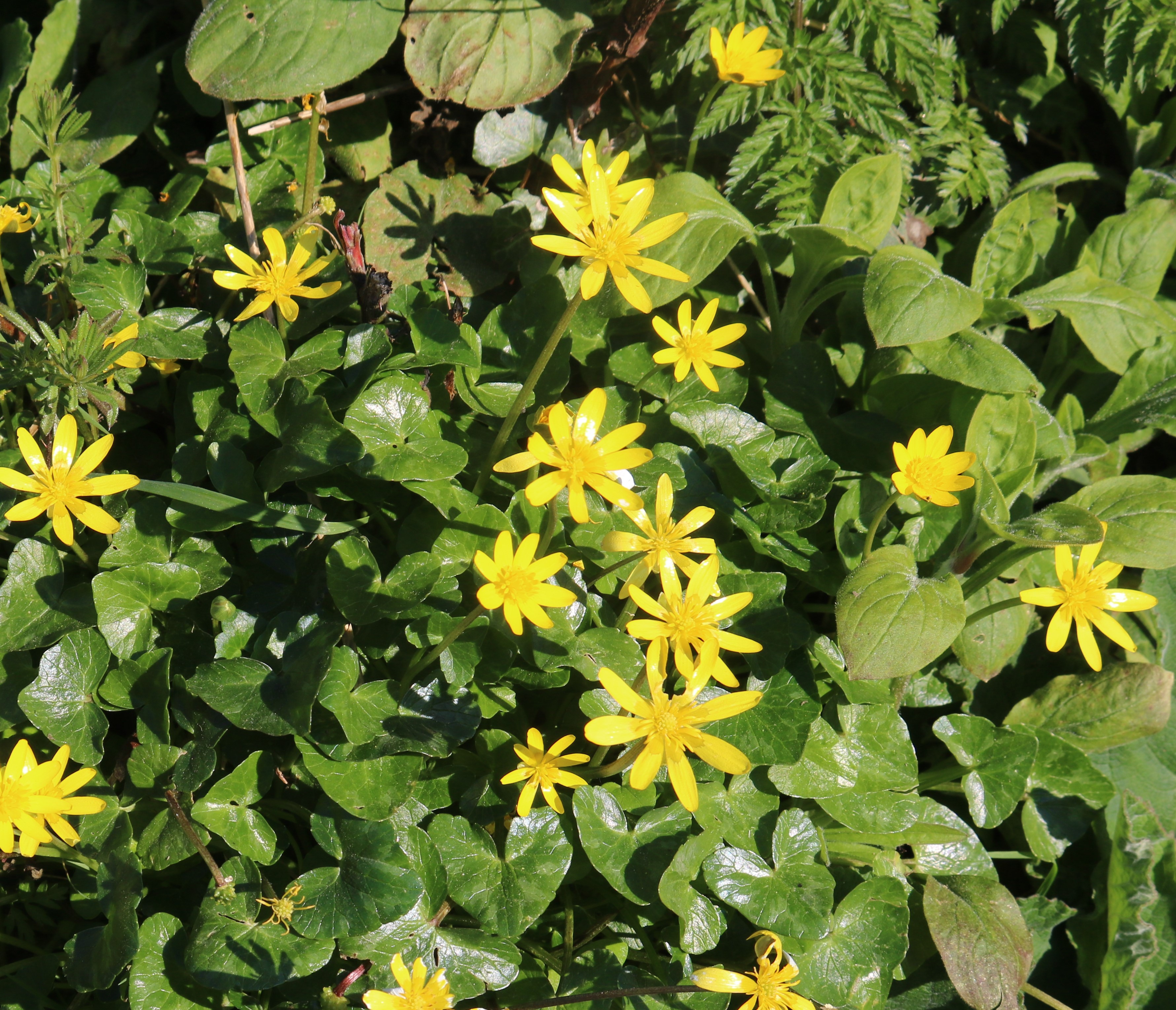 Lesser Celandine