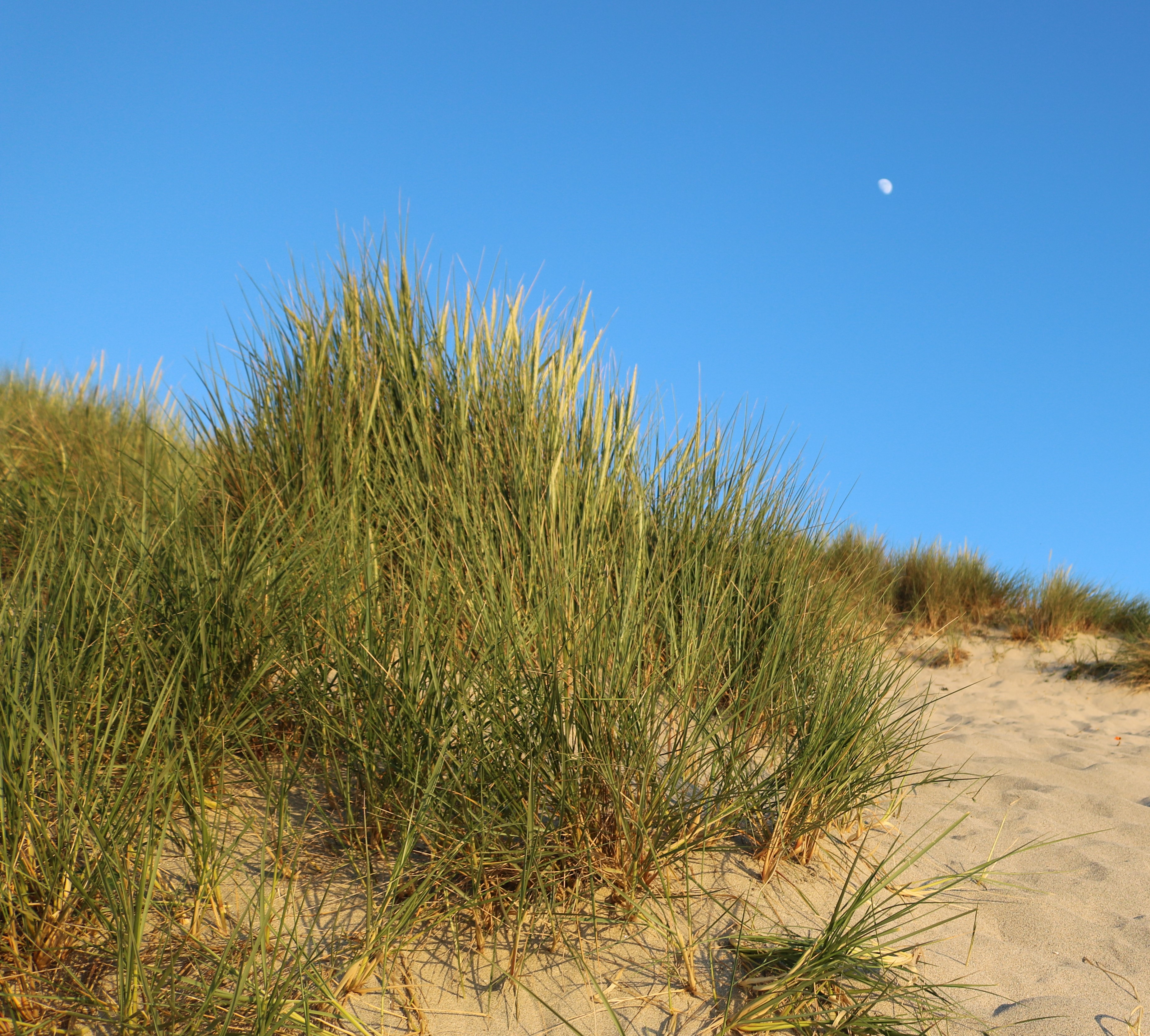 Marram Grass