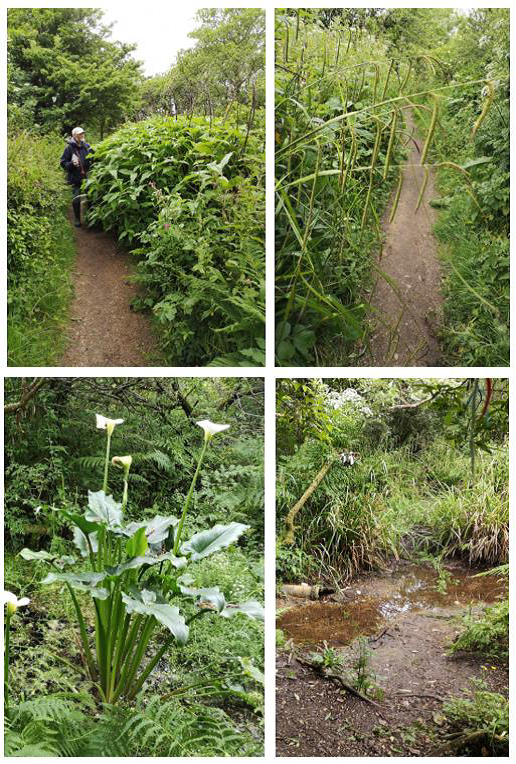 Composite of Four plants of Well Moor