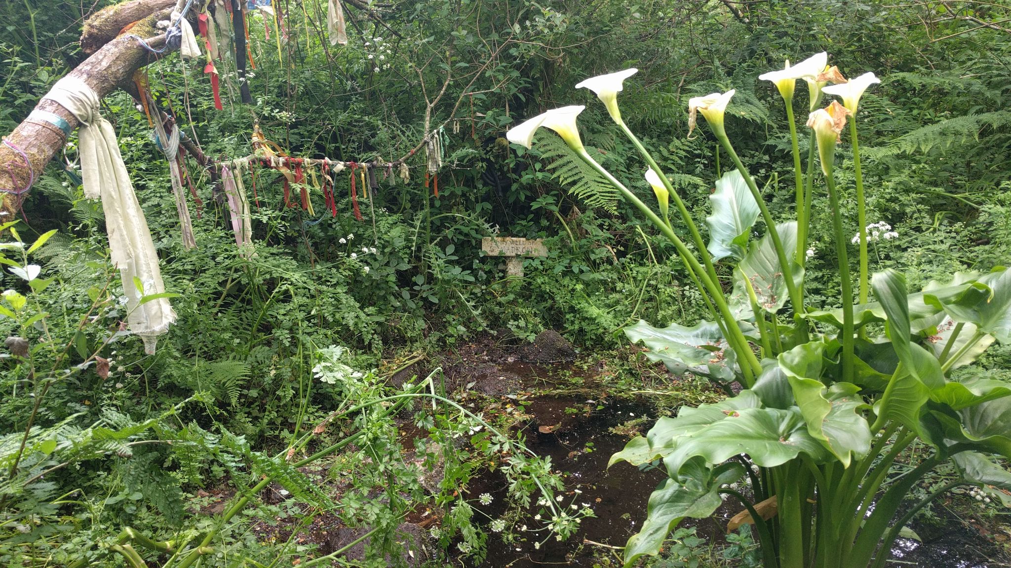 Tree hung with Cloutie ribbons and plants growing around Madron Well