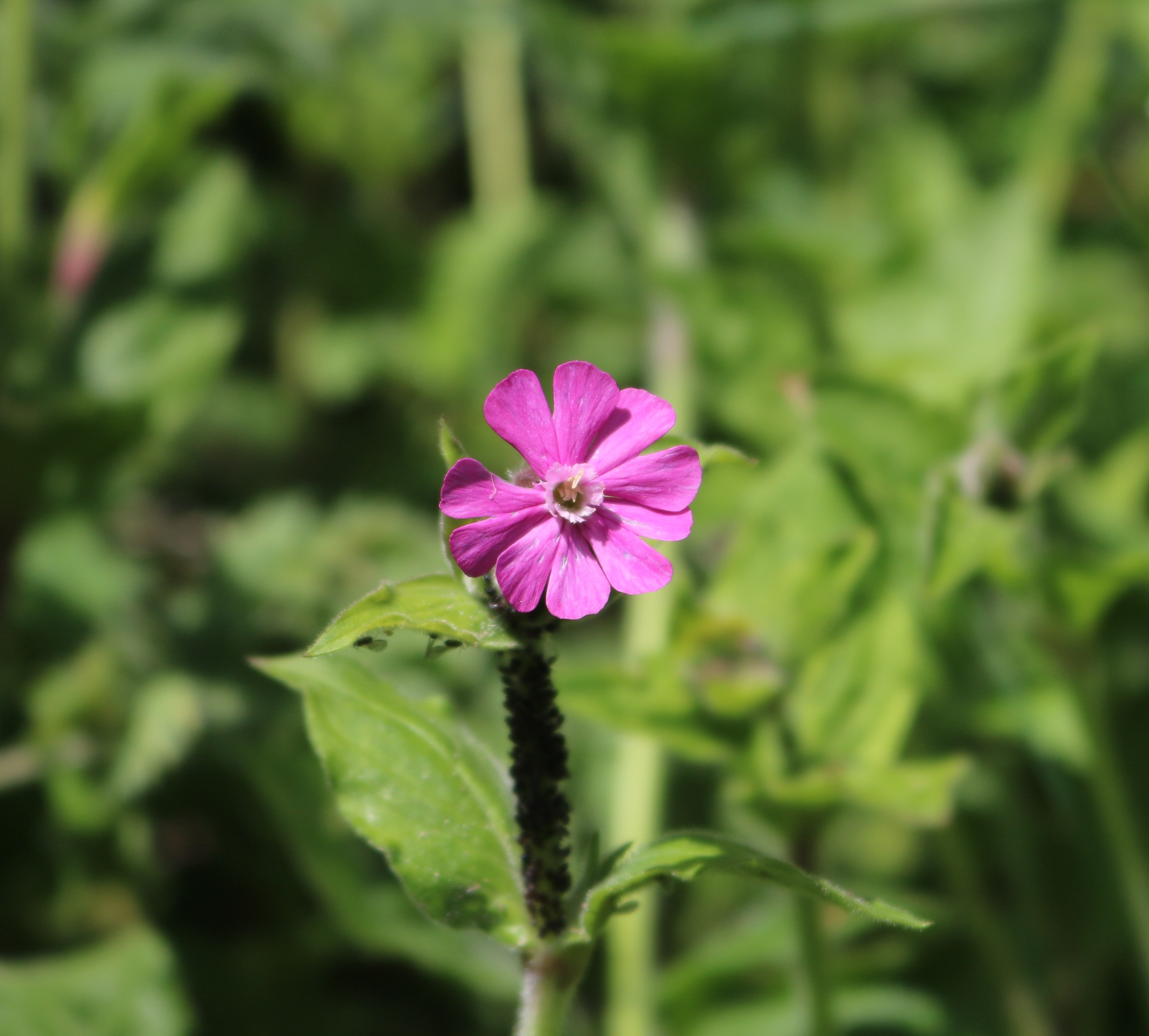 Red Campion