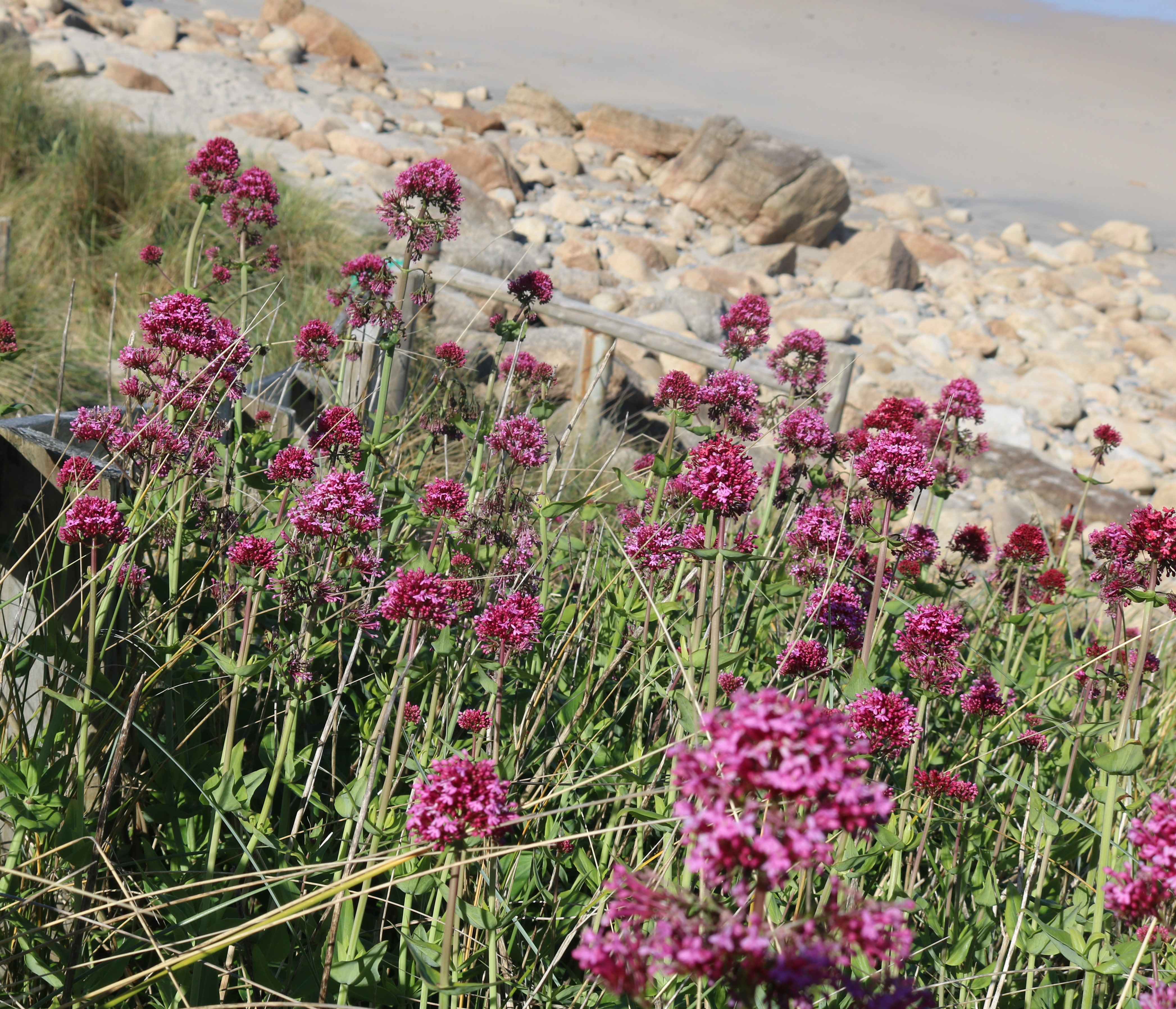 Red Valerian