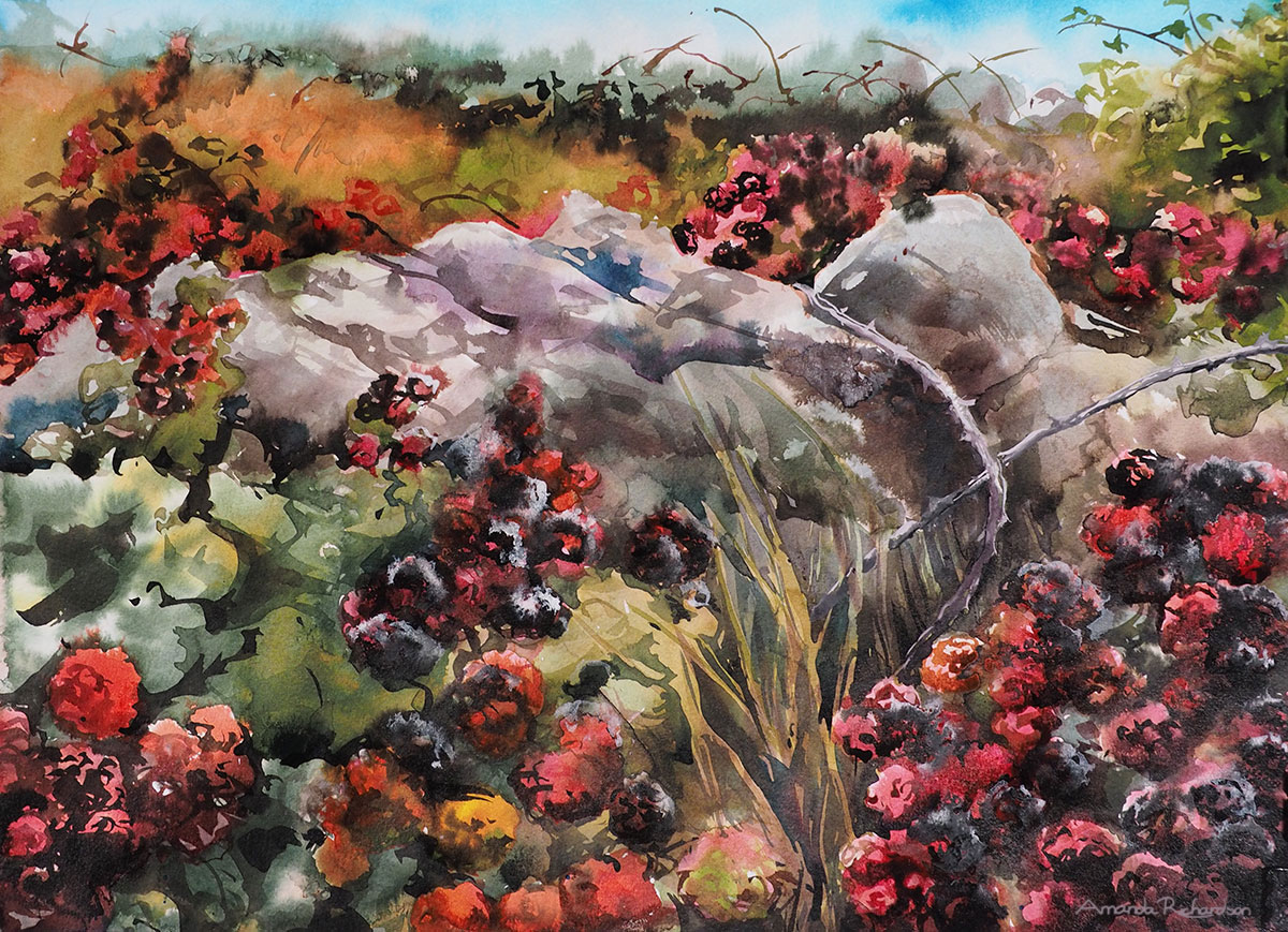 Ripening blackberries by Amanda Richardson