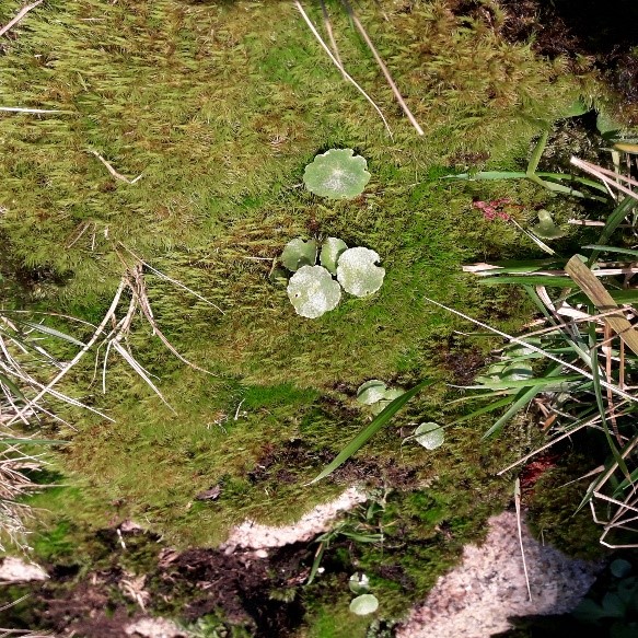 Pennywort growing in Penwith