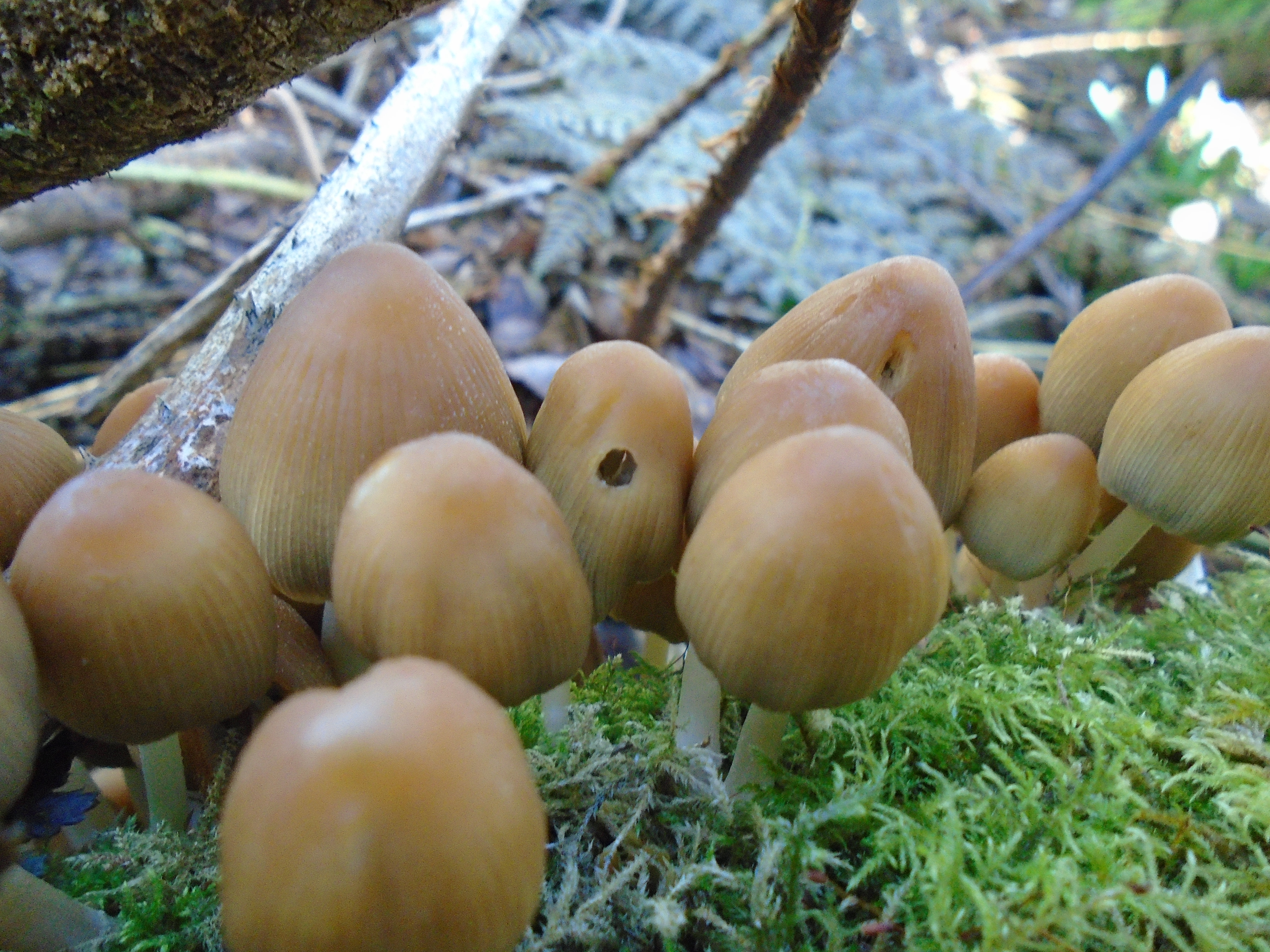 Sunny exhibition image of mushrooms