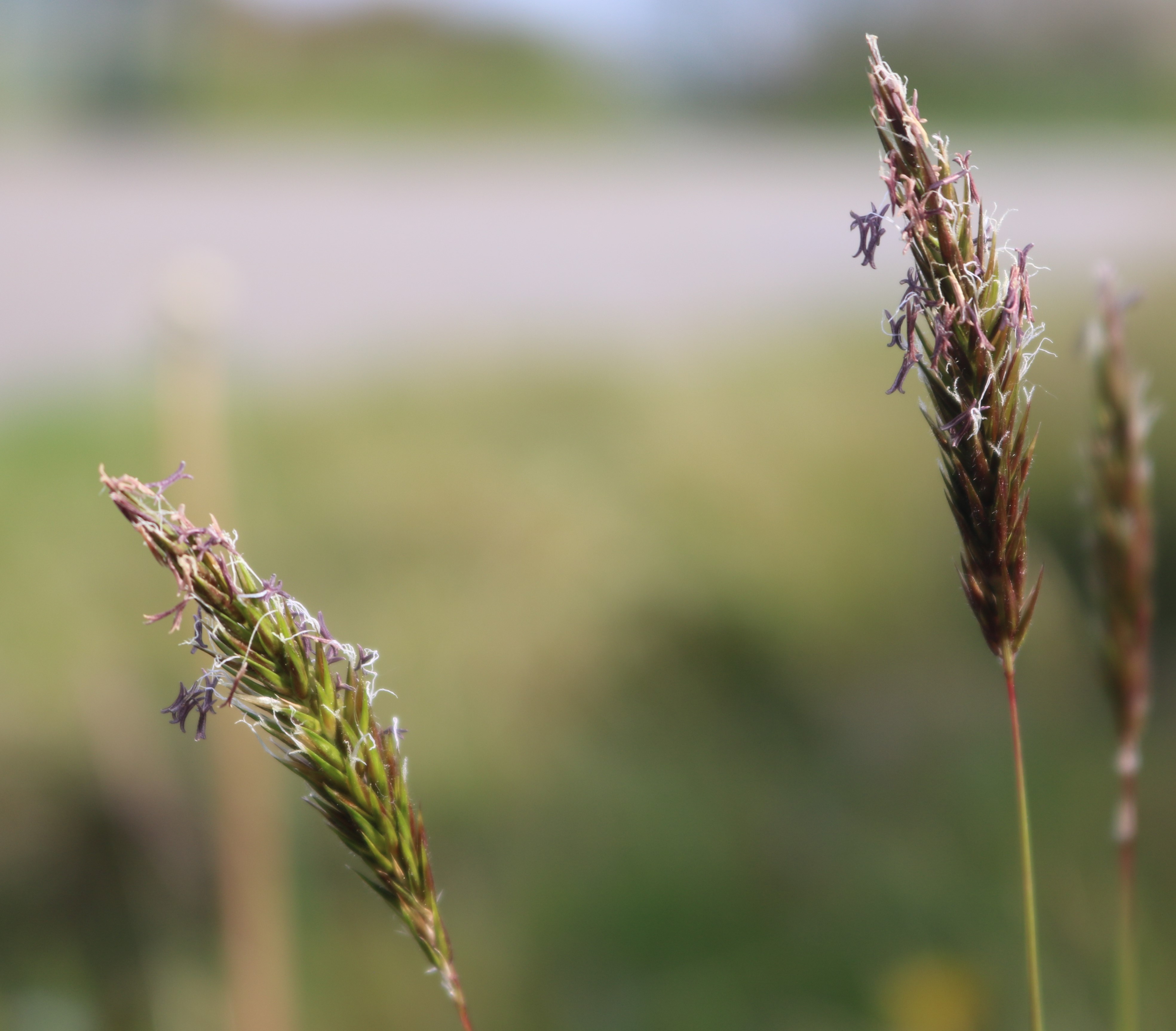 Sweet Vernal Grass