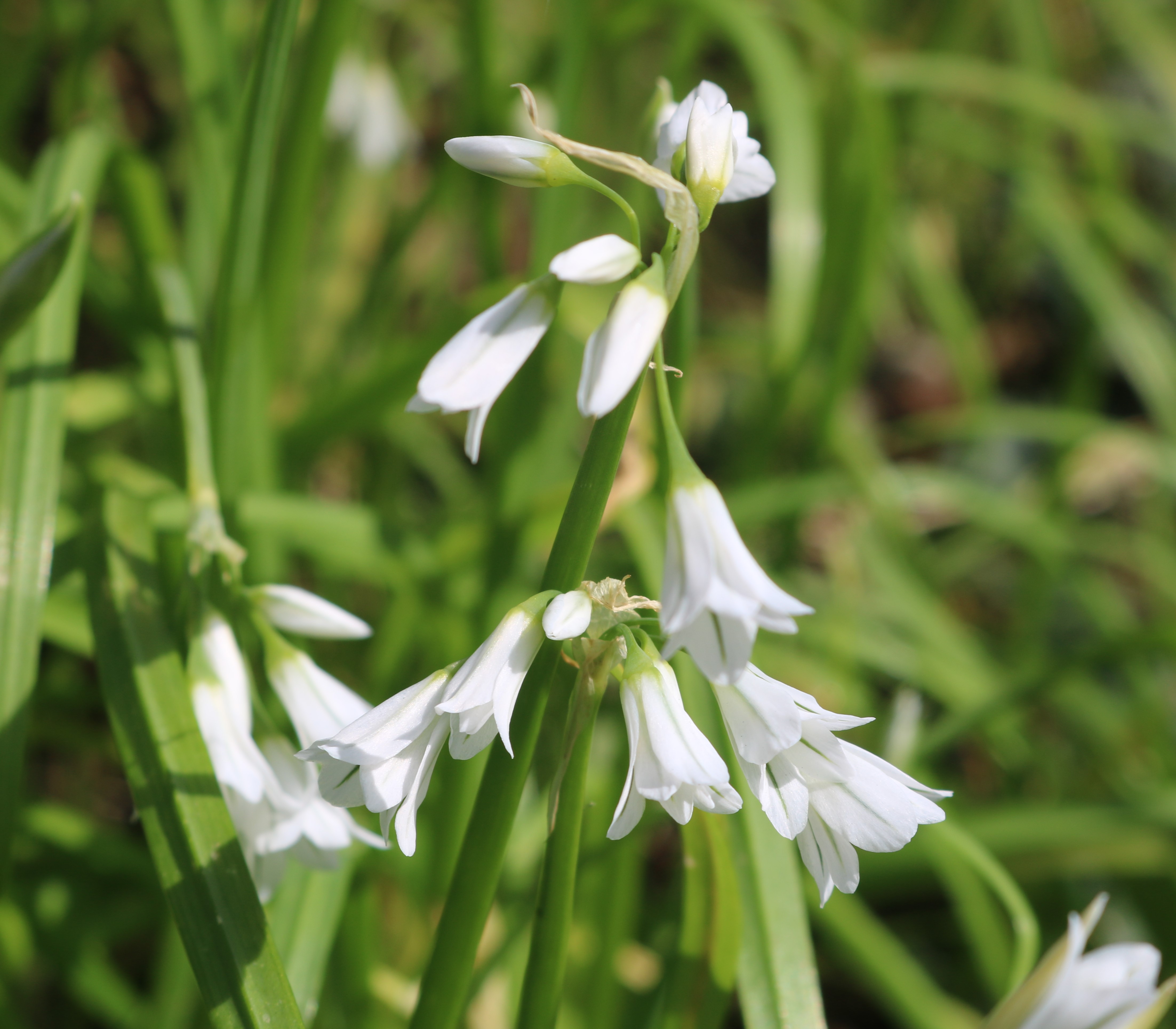 Three Cornered Leek