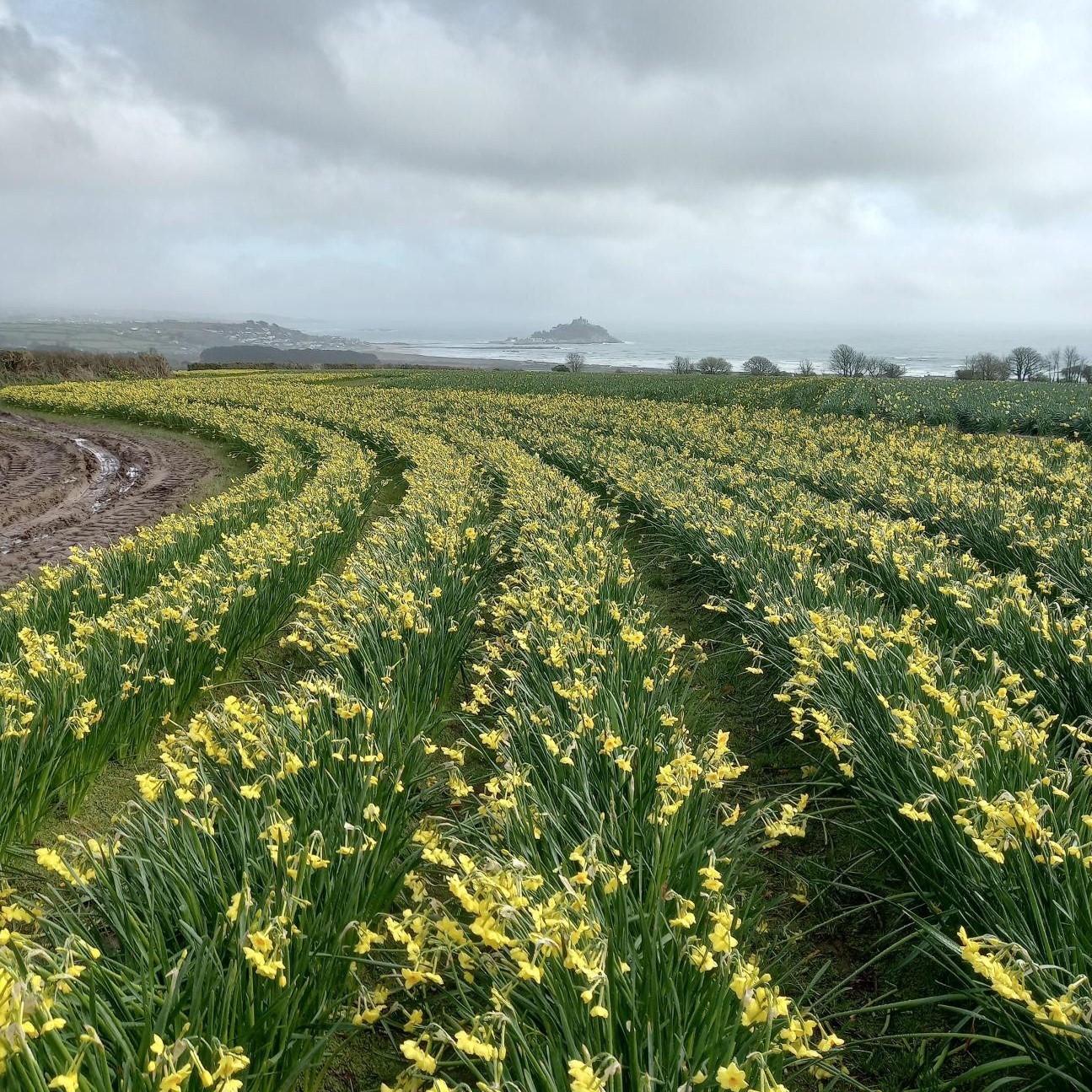 Varfell Farm fields of daffodils overlooking Mount's Bay