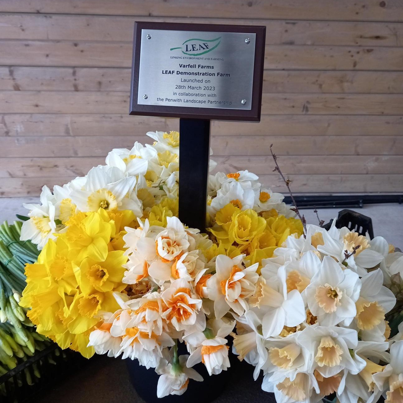 Display of Daffodils from Varfell Farm at the launch of them becoming a LEAF demonstration farm.