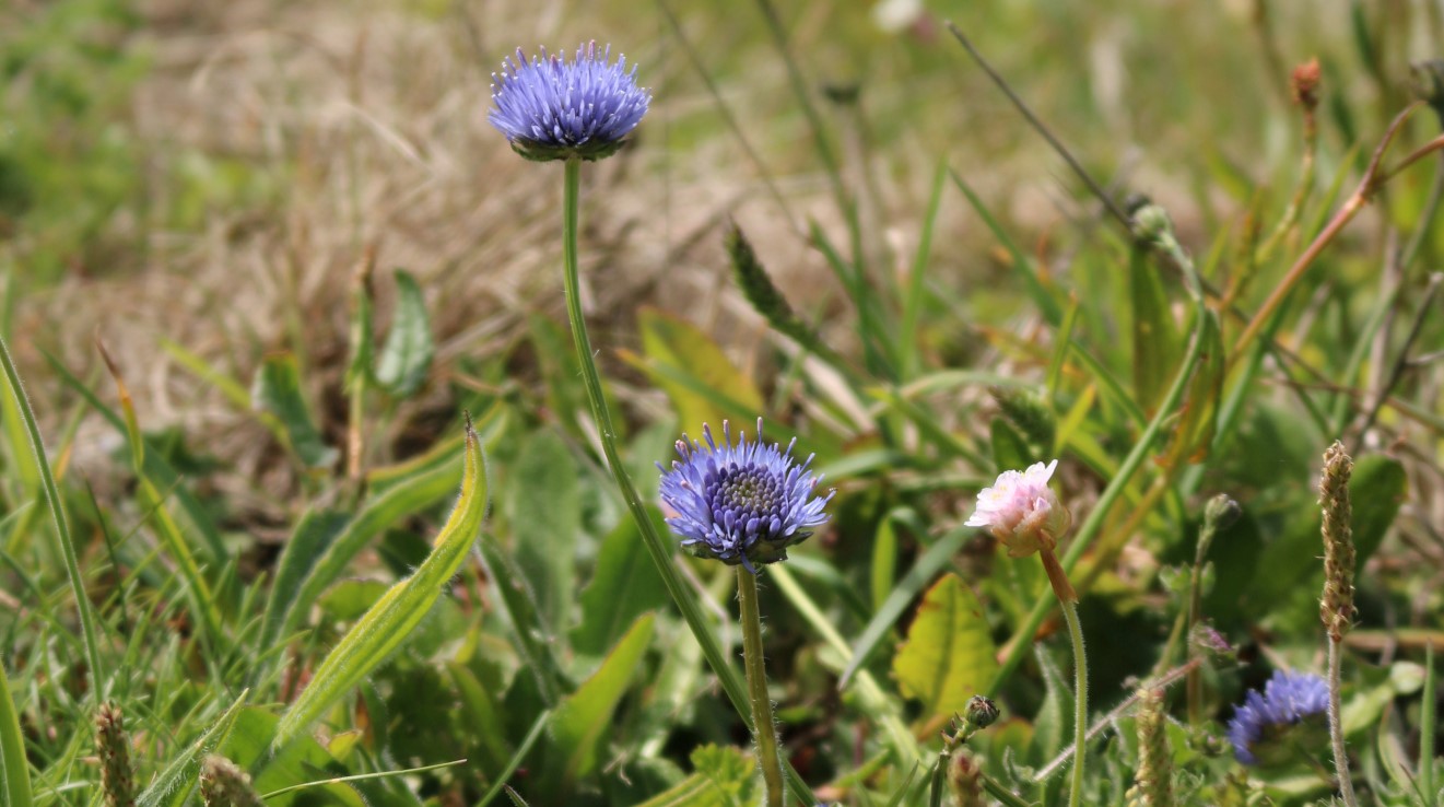 Wild Penwith