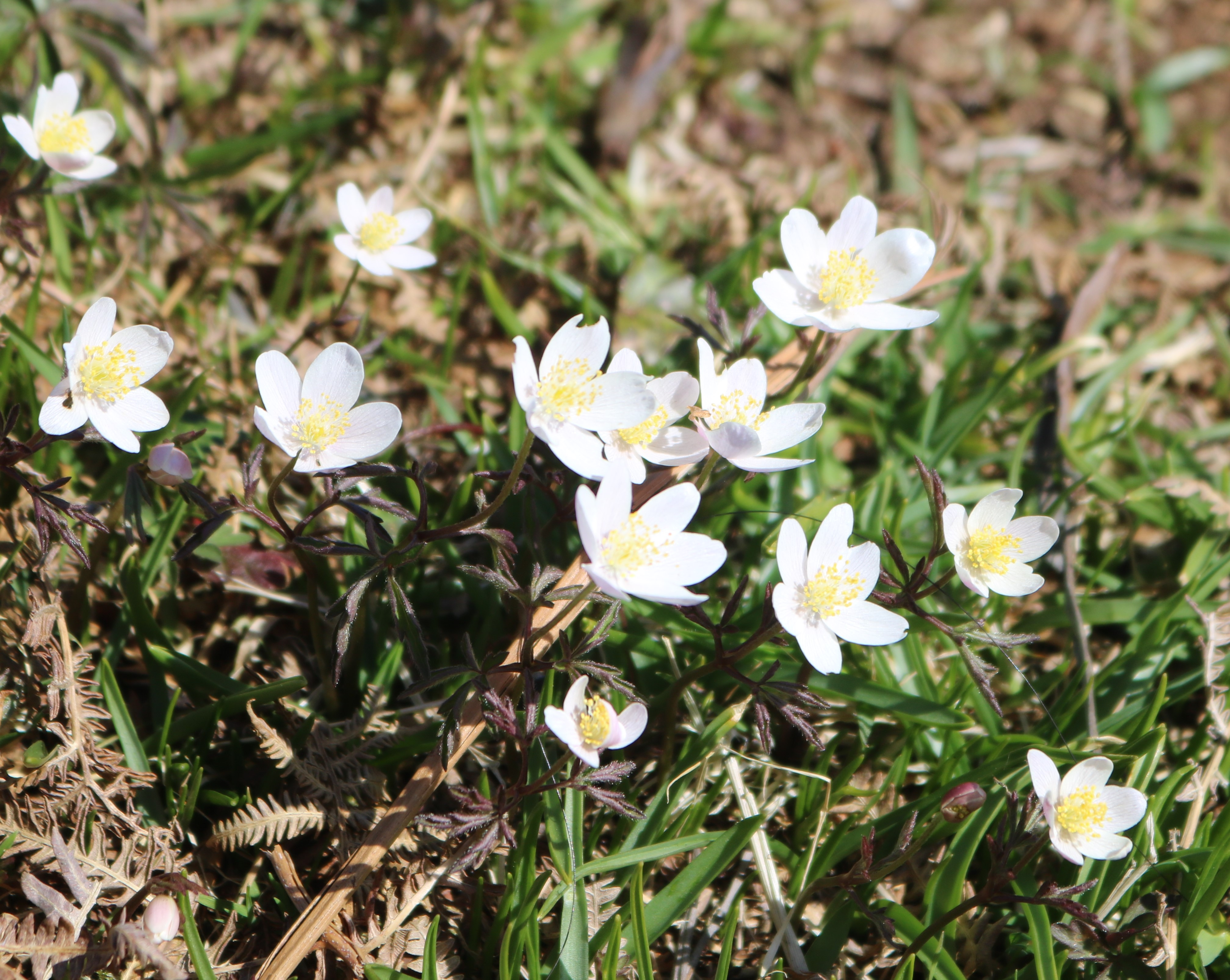 Wood Anemone