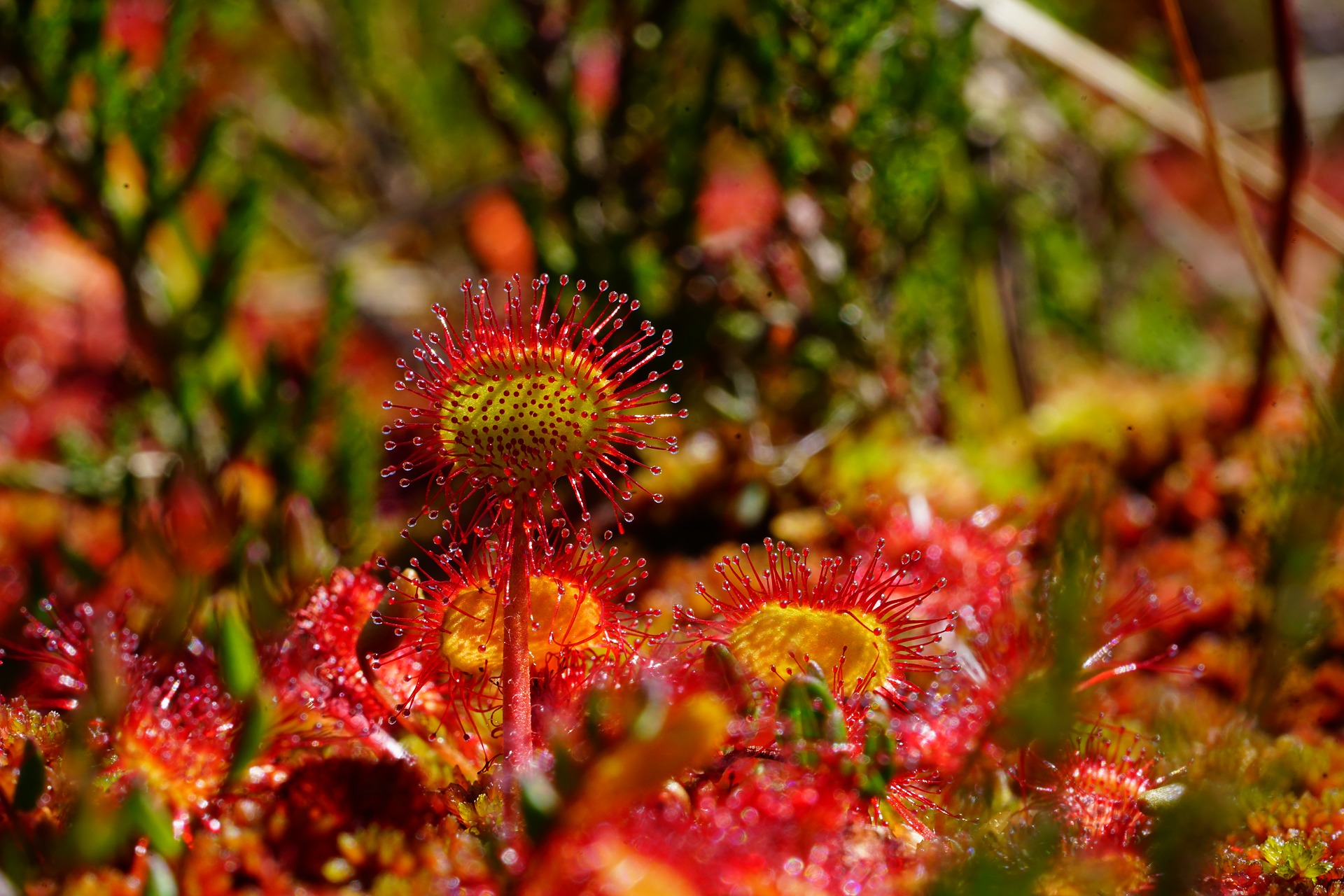 Round Leaved Sundew